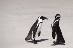 Cape Point-1-5